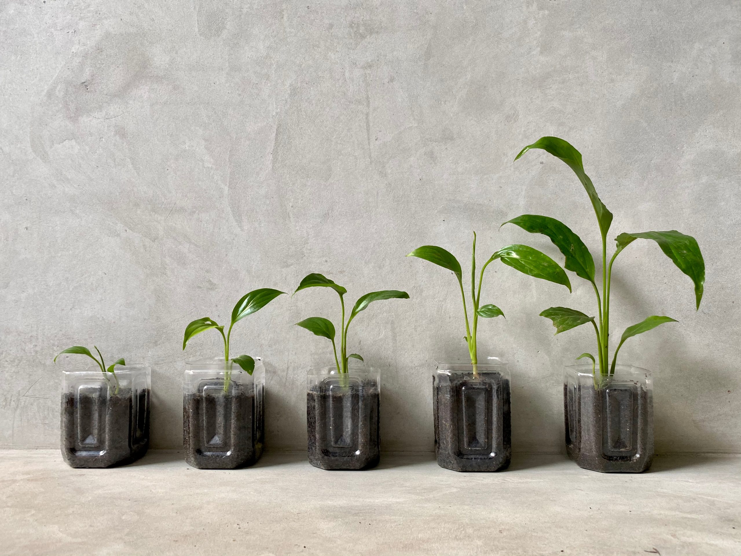 A,Line,Of,Spathiphyllum,Or,Peace,Lily,Seed,Plants,In A,Line,Of,Spathiphyllum,Or,Peace,Lily,Seed,Plants,In